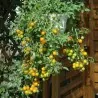 Red & Yellow Tumbling Tom Tomato Seeds