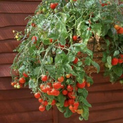 Price: €1.55 - Sementes de Tomate Tumbling Tom Vermelho e Amarelo - 
