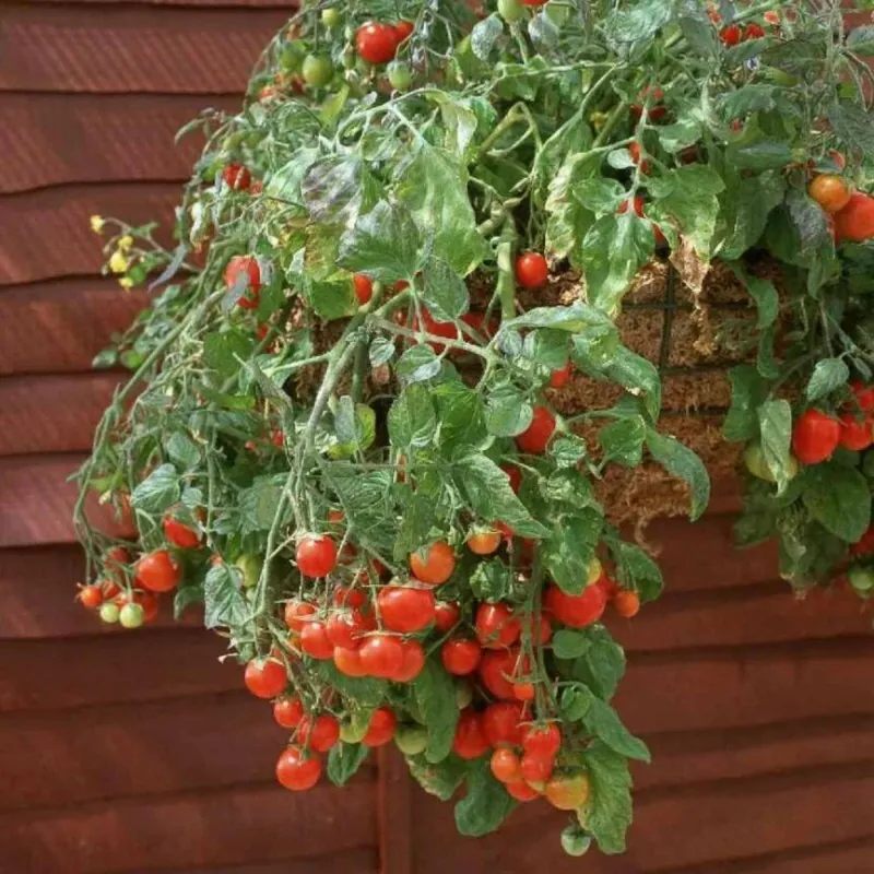 Graines de tomate rouge et jaune Tumbling Tom
