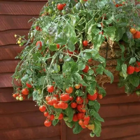 Red & Yellow Tumbling Tom Tomato Seeds