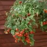 Graines de tomate rouge et jaune Tumbling Tom