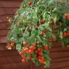 Price: €1.55 - Red & Yellow Tumbling Tom Tomato Seeds - 
