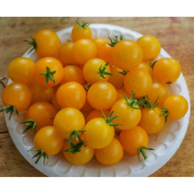 Price: €1.55 - Red & Yellow Tumbling Tom Tomato Seeds - 