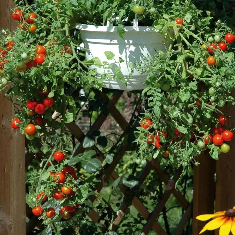 Red & Yellow Tumbling Tom Tomato Seeds