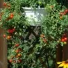 Red & Yellow Tumbling Tom Tomato Seeds