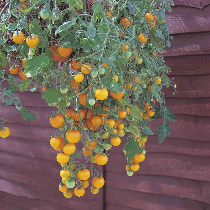 Hängetomate Tumbling Tom Rot und Gelb Samen