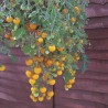 Price: €1.55 - Red & Yellow Tumbling Tom Tomato Seeds - 