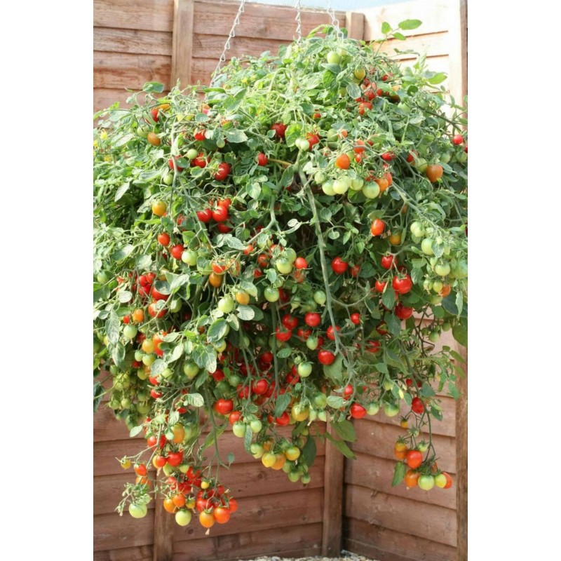 Price: €1.55 - Red & Yellow Tumbling Tom Tomato Seeds - 