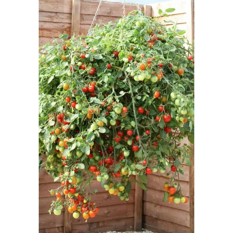 Red & Yellow Tumbling Tom Tomato Seeds