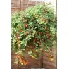 Red & Yellow Tumbling Tom Tomato Seeds
