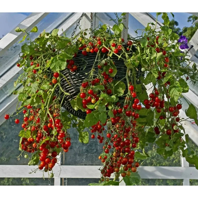 Red & Yellow Tumbling Tom Tomato Seeds