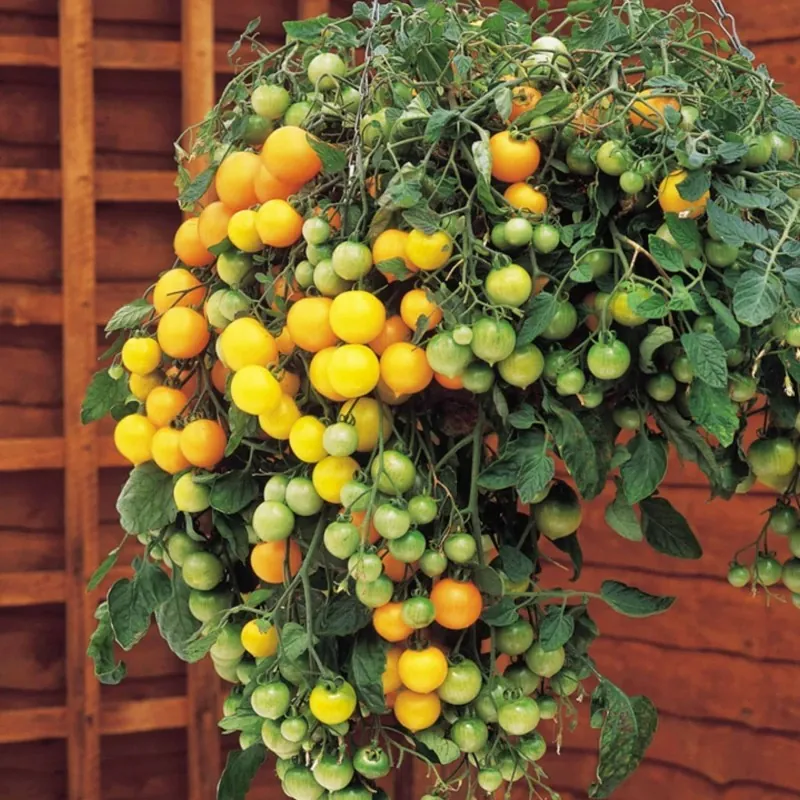 Graines de tomate rouge et jaune Tumbling Tom