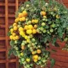 Graines de tomate rouge et jaune Tumbling Tom