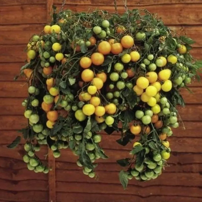 Red & Yellow Tumbling Tom Tomato Seeds