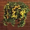 Red & Yellow Tumbling Tom Tomato Seeds
