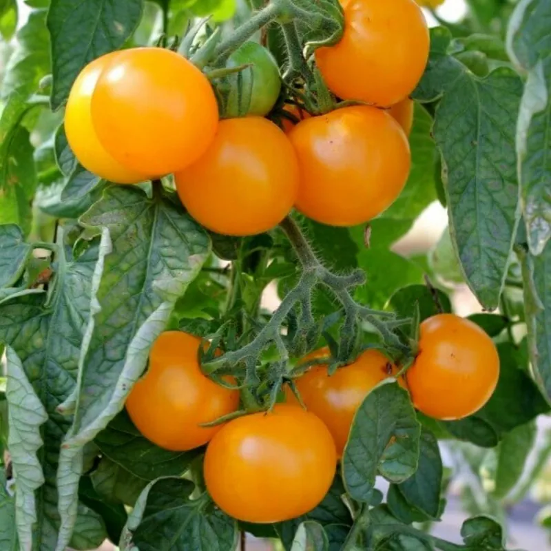 850 Graines de Tomate Goldene Königin