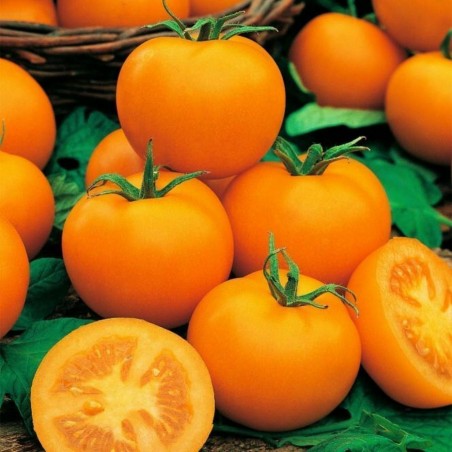 850 Graines de Tomate Goldene Königin