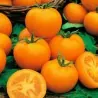 850 Graines de Tomate Goldene Königin