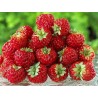 Price: €4 - Sementes de Morango “Framberry“  framboesa - 