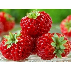 Σπόροι εξωτικών Φράουλα "Framberry"