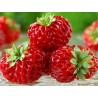 Price: €4 - “Framberry” Jagoda / Malina Seme - ukus Maline - 