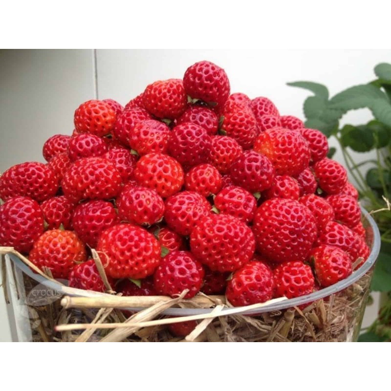 Price: €4 - Σπόροι εξωτικών Φράουλα "Framberry" - 