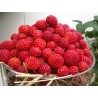 Price: €4 - Σπόροι εξωτικών Φράουλα "Framberry" - 