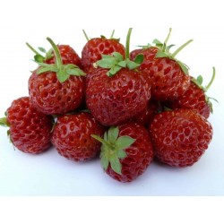 Semillas de Fresa “Framberry“