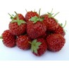 Price: €4 - Σπόροι εξωτικών Φράουλα "Framberry" - 