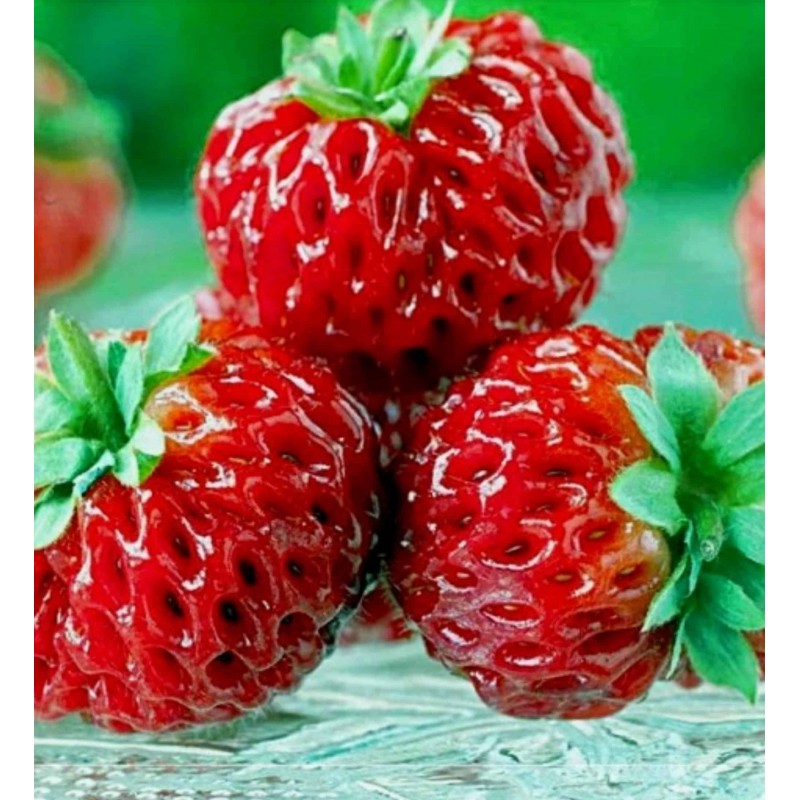 Price: €4 - Σπόροι εξωτικών Φράουλα "Framberry" - 