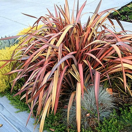 Price: €1.75 - Semillas de Lino de Nueva Zelanda (Phormium tenax) - 