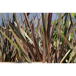 Nyzeeländskt Lin Rara Växter Frön