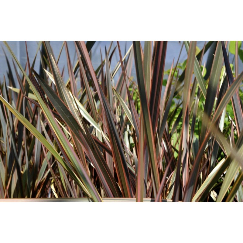 Price: €1.75 - Semillas de Lino de Nueva Zelanda (Phormium tenax) - 