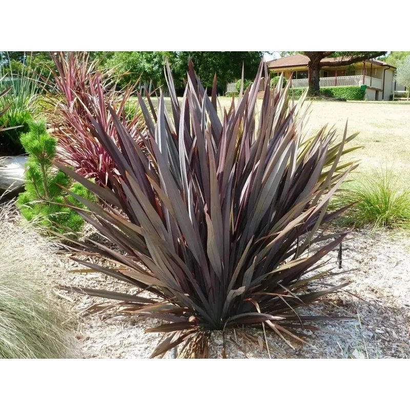 Neuseeländer Flachs Samen (Phormium tenax)