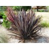Price: €1.75 - Sementes de Espadana, Linho-da-Nova-Zelândia (Phormium tenax) - 
