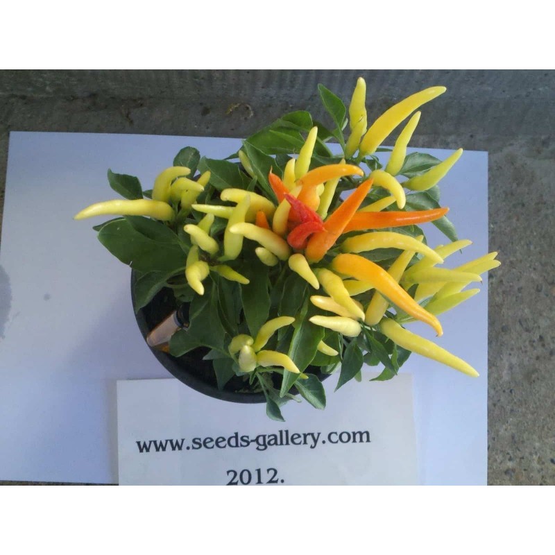 Price: €1.45 - Σπόροι Τσίλι - πιπέρι Riot - Seeds Gallery