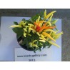 Price: €1.45 - Σπόροι Τσίλι - πιπέρι Riot - Seeds Gallery