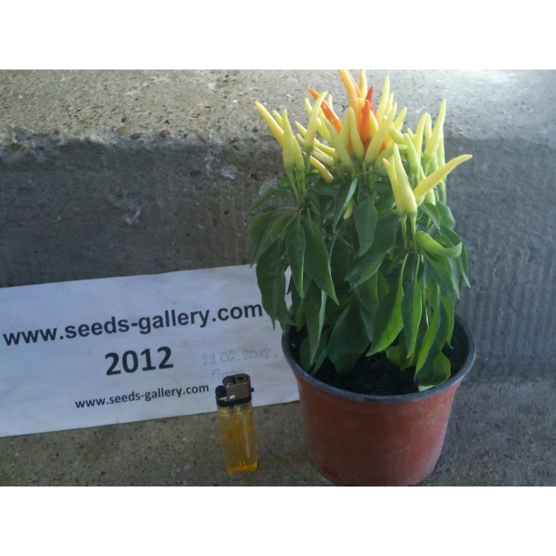 Price: €1.45 - Riot Chili BIO Seme - Prelep - Seeds Gallery