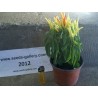 Price: €1.45 - Riot Chili Frön - Seeds Gallery