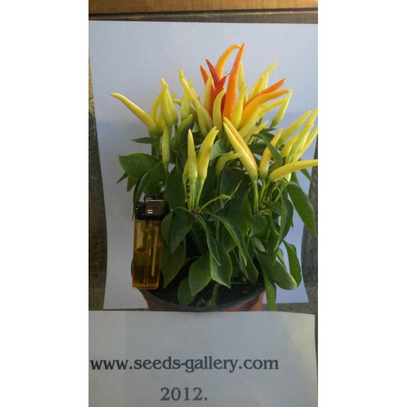 Price: €1.45 - Graines de Piment Riot - Seeds Gallery