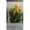 Price: €1.45 - Σπόροι Τσίλι - πιπέρι Riot - Seeds Gallery