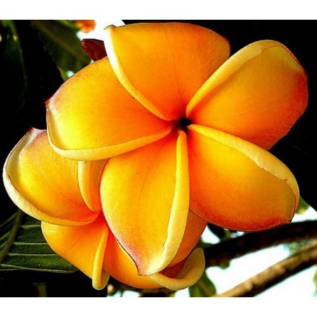 Sementes de Plumeria (Frangipani) "Mango"