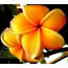 Price: €9.95 - Semi di Plumeria (Frangipani) "Mango" - 