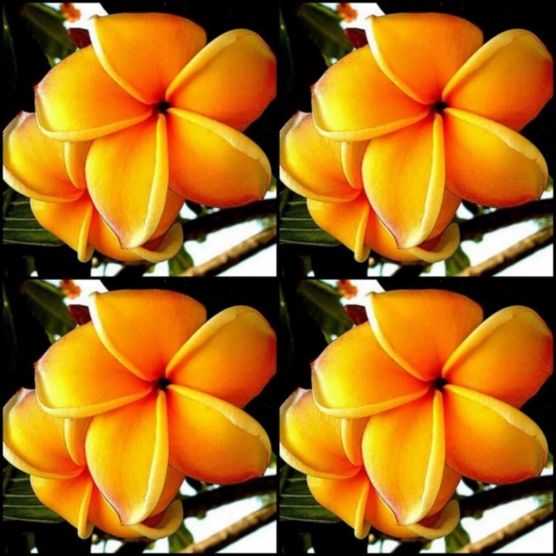 Price: €9.95 - Semi di Plumeria (Frangipani) "Mango" - 