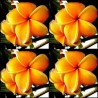 Sementes de Plumeria (Frangipani) "Mango"