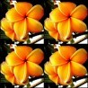 Price: €9.95 - Semi di Plumeria (Frangipani) "Mango" - 