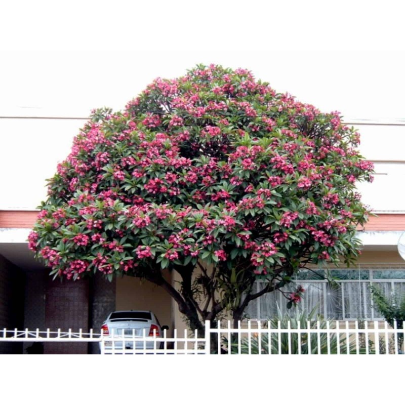 Sementes de Plumeria (Frangipani) "Mango"