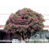 Price: €9.95 - Semi di Plumeria (Frangipani) "Mango" - 