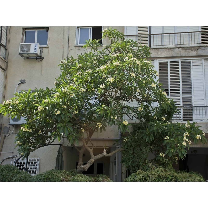 Price: €9.95 - Plumeria (Frangipani) Seme "Mango" - 