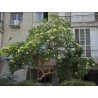 Price: €9.95 - Semi di Plumeria (Frangipani) "Mango" - 
